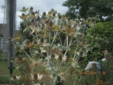 Photo of free Sea Holly & Teasels (Worcester WR5 - Bath Road) #1