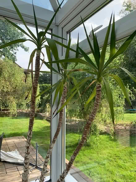 Photo of free Large house plant yucca in pot (Addlestone KT15) #1