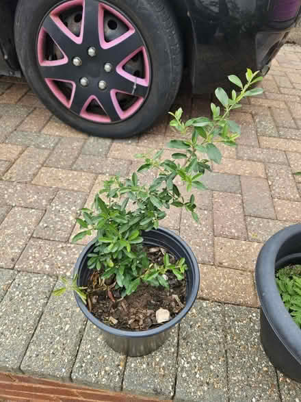 Photo of free Various plants (EX8) #2