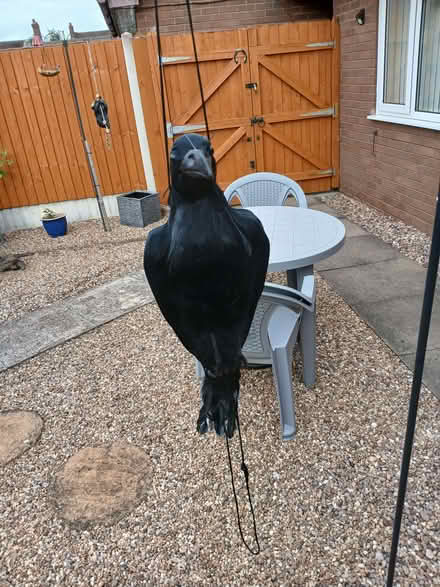 Photo of free Crow (Shifnal TF11) #2