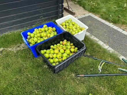 Photo of free Picked Apples (Ware SG12) #1