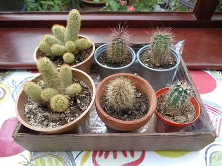 Photo of free cacti (Copsewood CV2) #1
