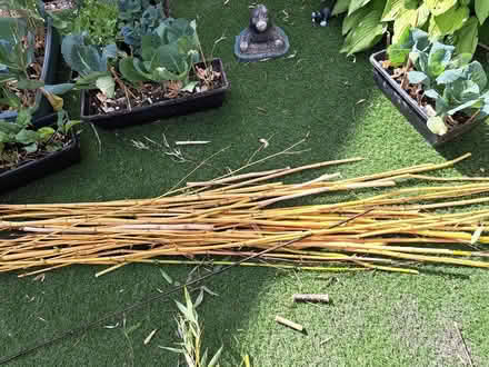 Photo of free Bamboo canes (Middlewood S6) #1