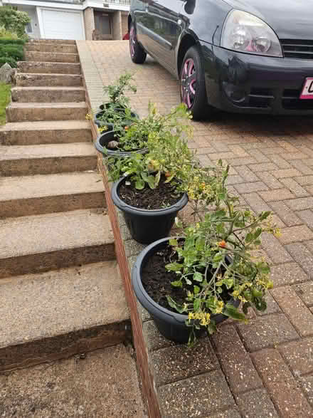 Photo of free Various plants (EX8) #1