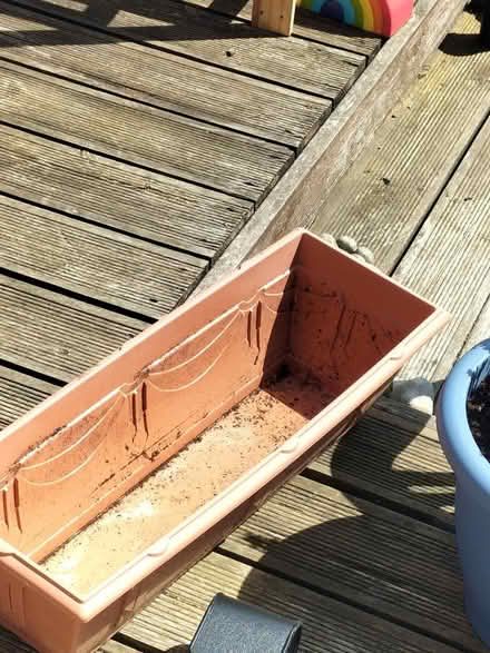 Photo of free Plant pot (TN37 Hastings) #1