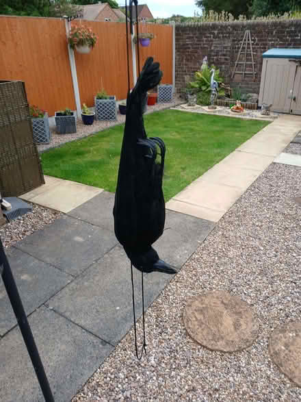 Photo of free Crow (Shifnal TF11) #4