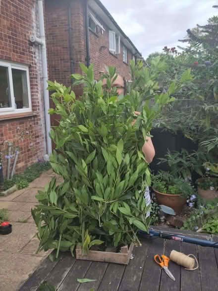 Photo of free Fresh bay leaves (Enfield EN2) #1