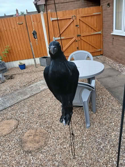 Photo of free Crow (Shifnal TF11) #1