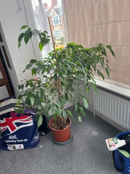 Photo of free Indoor plant/tree (Exeter) #2