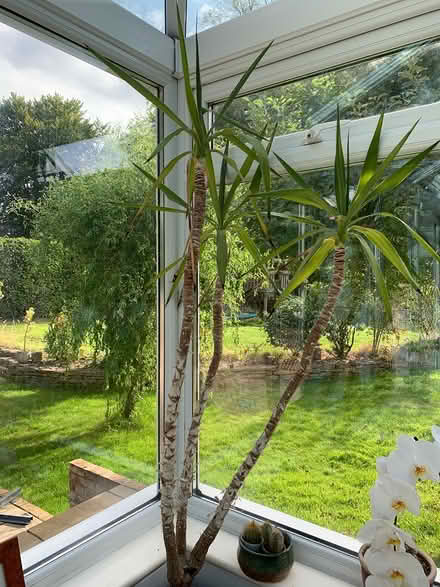 Photo of free Large house plant yucca in pot (Addlestone KT15) #3