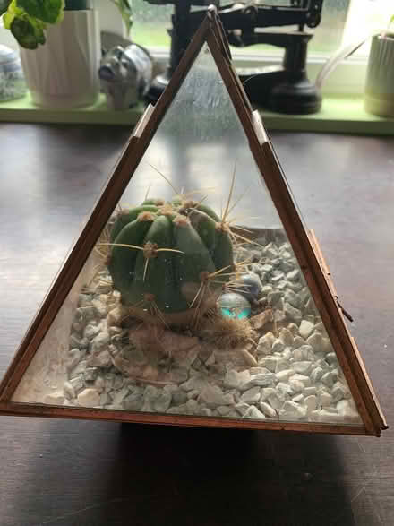 Photo of free Copper glass terrarium cactus plant (Addlestone KT15) #1
