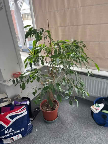 Photo of free Indoor plant/tree (Exeter) #1