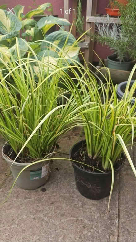 Photo of free Decorative grass plants (Stourport on Severn DY13) #1