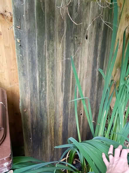 Photo of free Fence section (Wantage OX12) #2