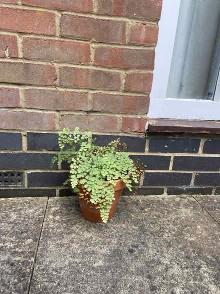 Photo of free 5 house plants (OX2 Jericho Waterside) #3