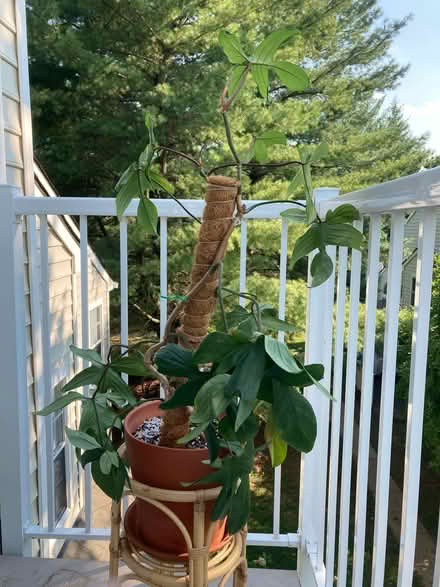 Photo of free Philodendron Florida Green (Germantown) #1