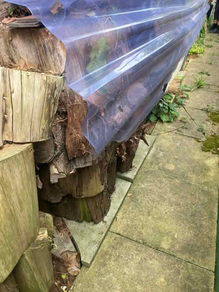 Photo of free Firewood (Raynes Park , london) #4