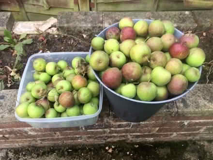 Photo of free Unripe apples (Berwick Hills TS4) #1