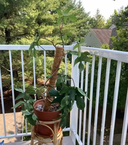 Photo of free Philodendron Florida Green (Germantown) #3