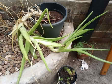 Photo of free Large Indoor Aloe Vera Plant (Beeston LS11) #1