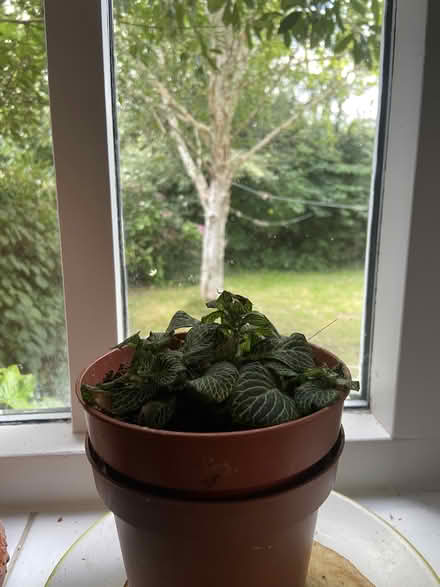 Photo of free 5 house plants (OX2 Jericho Waterside) #2