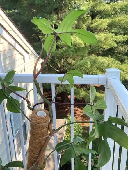 Photo of free Philodendron Florida Green (Germantown) #2