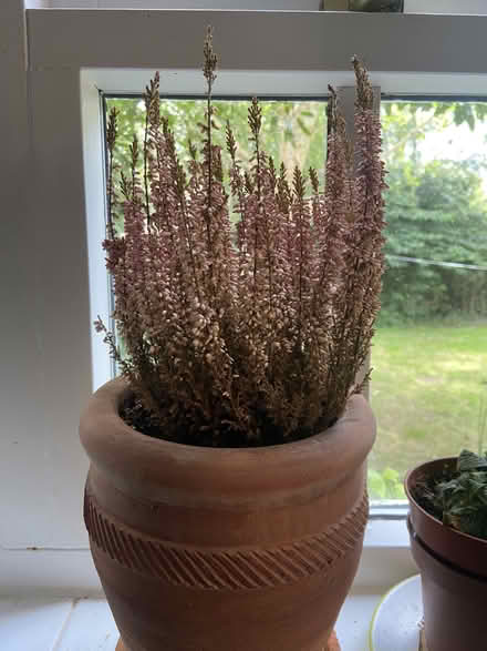 Photo of free 5 house plants (OX2 Jericho Waterside) #1