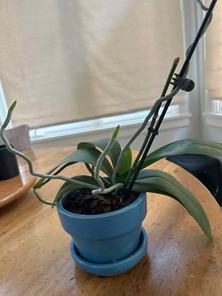 Photo of free Orchid plant in blue pot (NW Evanston) #1