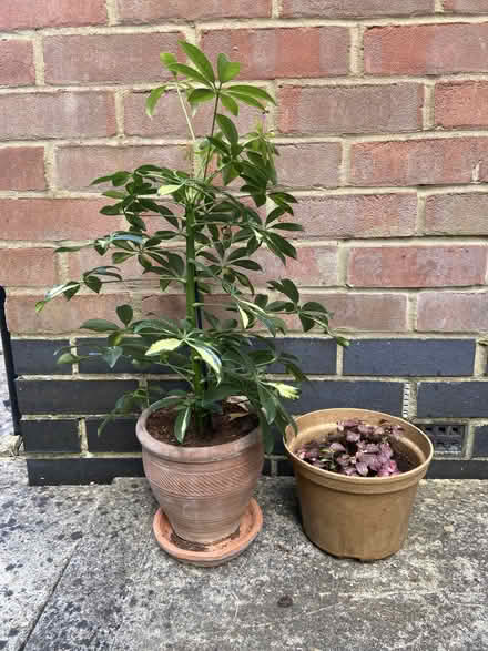 Photo of free 5 house plants (OX2 Jericho Waterside) #4