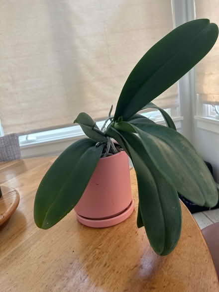 Photo of free Orchid plant in pink pot (NW Evanston) #1
