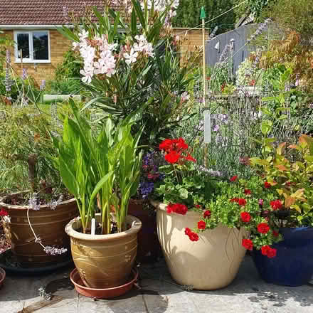 Photo of Ceramic pots (Kidlington OX5) #1