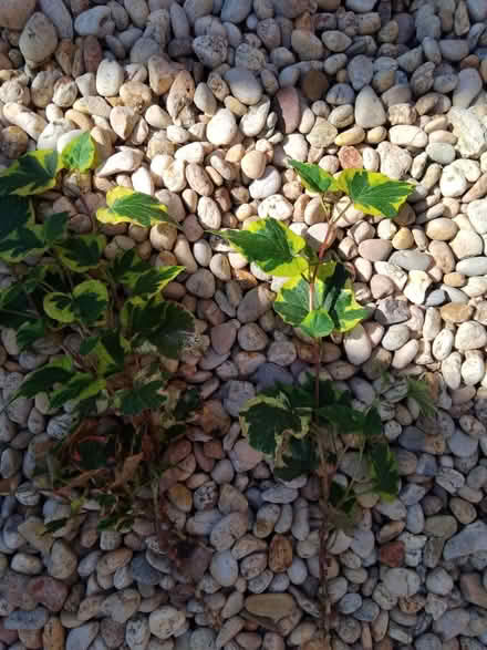 Photo of free Houttuynia plants. X 3 (Ingol PR2) #3