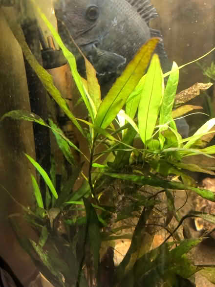 Photo of free Severun tropical fish (Bonnington EH6) #1