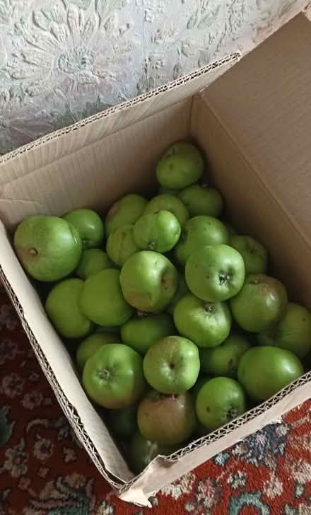 Photo of free cooking apples (Keston) #1