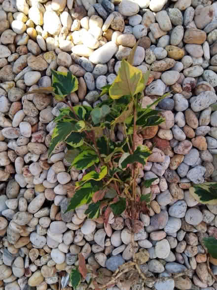 Photo of free Houttuynia plants. X 3 (Ingol PR2) #1