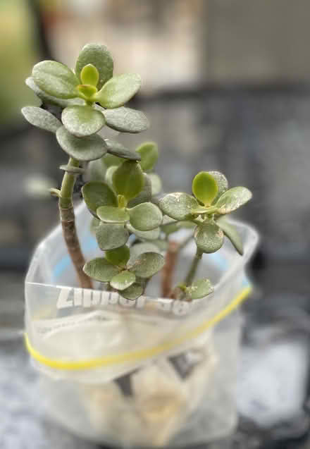 Photo of free Jade plants 🌱 (Bloor Lansdowne) #1