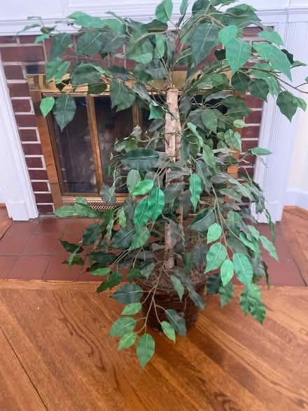 Photo of free fake fig tree (Town of Kensington) #1