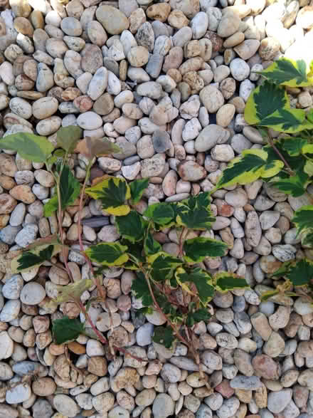 Photo of free Houttuynia plants. X 3 (Ingol PR2) #2