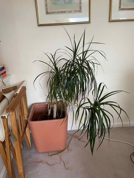 Photo of free Indoor Plant (Park Hill CR0) #1