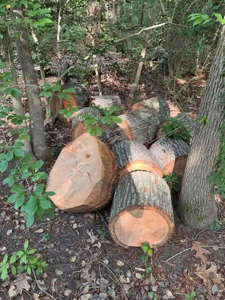 Photo of free Tree stumps for firewood (Severna park md) #1