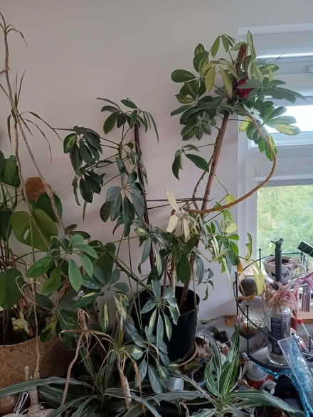 Photo of free expert plant parent for these 2 umbrella plants (St Andrew's BS7) #1