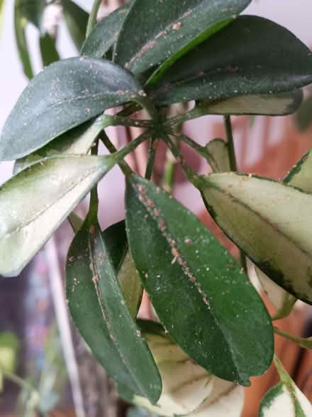 Photo of free expert plant parent for these 2 umbrella plants (St Andrew's BS7) #3