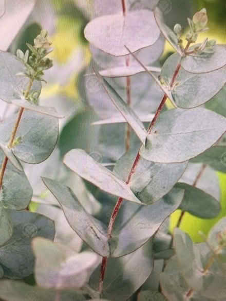 Photo of Eucalyptus cuttings (Gillingham ME7) #1