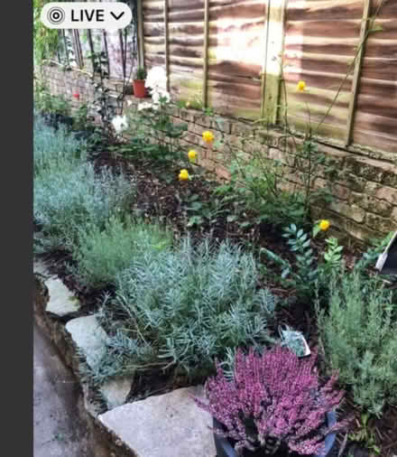 Photo of free Compost (London Greenwich) #1