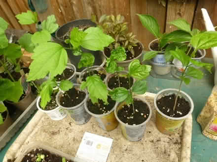 Photo of free Hibiscus Plants ( 2 left) (North Tonbridge.) #1