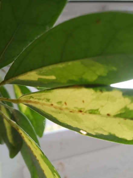 Photo of free expert plant parent for these 2 umbrella plants (St Andrew's BS7) #2
