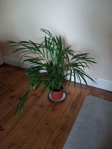 Photo of free House plant (Wells Road) #1