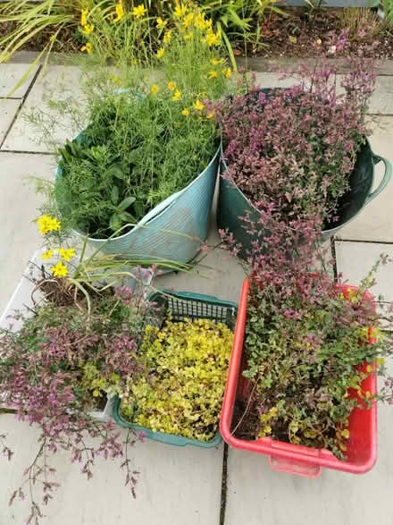 Photo of free Variety of plants (M35 Failsworth, Manchester) #1