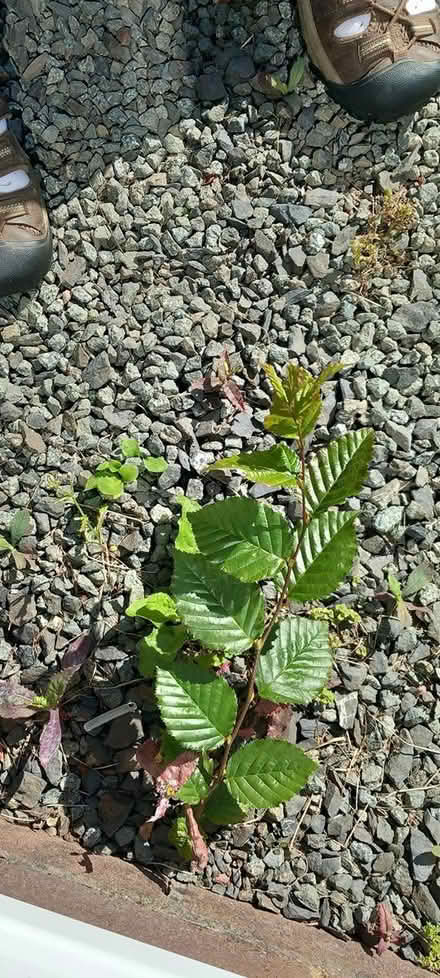 Photo of free tiny trees (Builth Wells) #3
