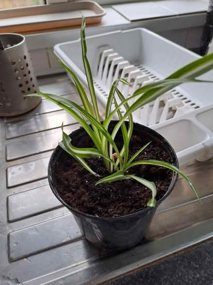 Photo of free Spider plant (Cambridge CB4) #1